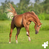 Teufelskralle | versch. Größen 5