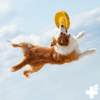 Grünlippmuschel Pulver 1kg 5