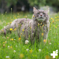 Teufelskralle | versch. Größen 4