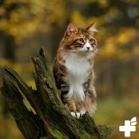ReaVET Flohsamenschalen für Hunde, Katzen & Pferde 