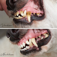 Denta Vital Pulver | versch. Größen 5