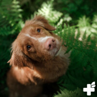 Bachblüten Globuli - Mopsfidel
