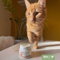 ReaVET Magenmild für Katzen – Natürliche Mag