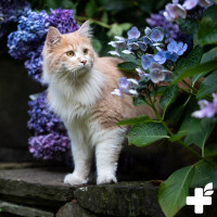 ReaVET Senior Complete – 50g Ergänzungsfuttermittel für ältere Katzen
