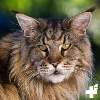 Maine Coon Complex 60g 6