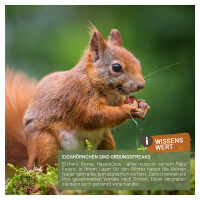Spezialfutter für Eichhörnchen 2kg - Naturprodukt in Premium-Qualität 7