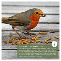 Vogeltraum Premium Insektenmix 500g - Hochwertige Proteinquelle Wildvögel 6