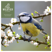 Vogeltraum Premium Insektenmix 500g - Hochwertige Proteinquelle Wildvögel 7