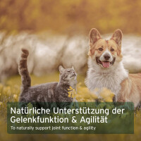 AniForte Afrikanische Teufelskralle 500 g 6