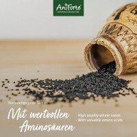Second AniForte Ägyptische