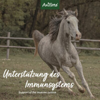 AniForte Ägyptische Schwarzkümmelsamen 1 kg
