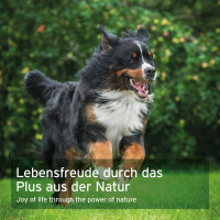 AniForte WermiX Pulver für Hunde – Natürliche Kräuter – 20 g / 250 g